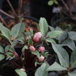 Čemeřice 'HGC Camelot' - Helleborus hybridus 'HGC Camelot'