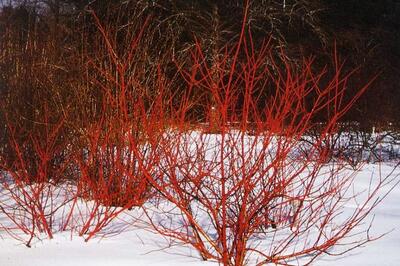 cornus-alba