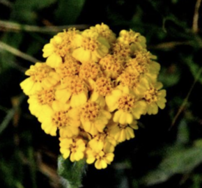 Řebříček zlatožlutý - Achillea chrysocoma