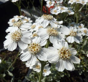 Řebříček - Achillea serbica umbellata