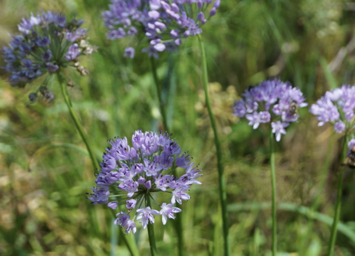 Pažitka čínská 'Iden Croft' - Allium tuberosum 'Iden Croft'