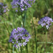 Pažitka čínská 'Iden Croft' - Allium tuberosum 'Iden Croft'