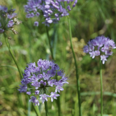 Pažitka čínská 'Iden Croft' - Allium tuberosum 'Iden Croft'