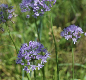 Pažitka čínská 'Iden Croft' - Allium tuberosum 'Iden Croft'