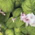 Weigela florida 'Lime Monster'.png