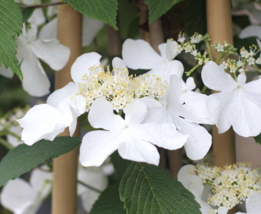 Kalina japonská 'Kilimanjaro Sunrise' - Viburnum plicatum 'Kilimanjaro Sunrise'