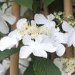 Kalina japonská 'Kilimanjaro Sunrise' - Viburnum plicatum 'Kilimanjaro Sunrise'