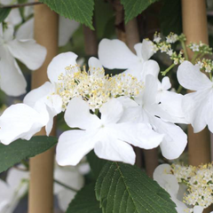 Kalina japonská 'Kilimanjaro Sunrise' - Viburnum plicatum 'Kilimanjaro Sunrise'