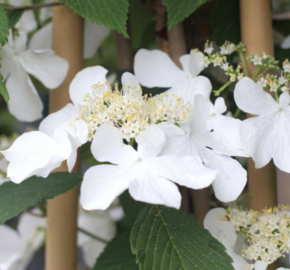 Kalina japonská 'Kilimanjaro Sunrise' - Viburnum plicatum 'Kilimanjaro Sunrise'