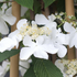 Viburnum plicatum 'Kilimanjaro Sunrise'.png