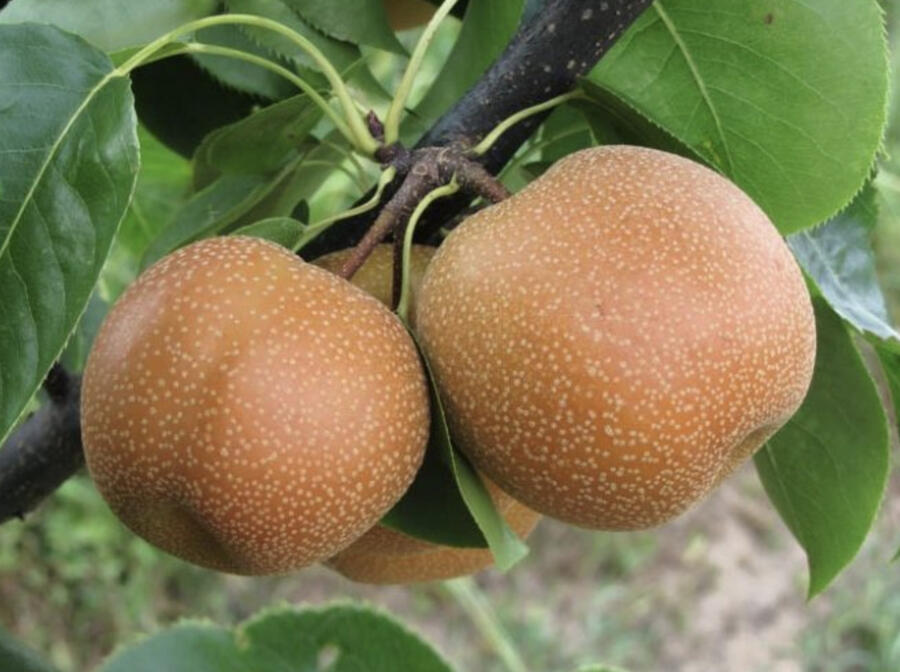 Hrušeň asijská - nashi 'Chojuro' - Pyrus pyrifolia 'Chojuro'