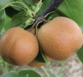 Hrušeň asijská - nashi 'Chojuro' - Pyrus pyrifolia 'Chojuro'