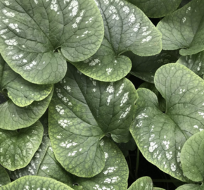 Pomněnkovec velkolistý 'White Zebra' - Brunnera macrophylla 'White Zebra'