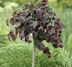 Líska obecná 'Purple Umbrella' - Corylus avellana 'Purple Umbrella'