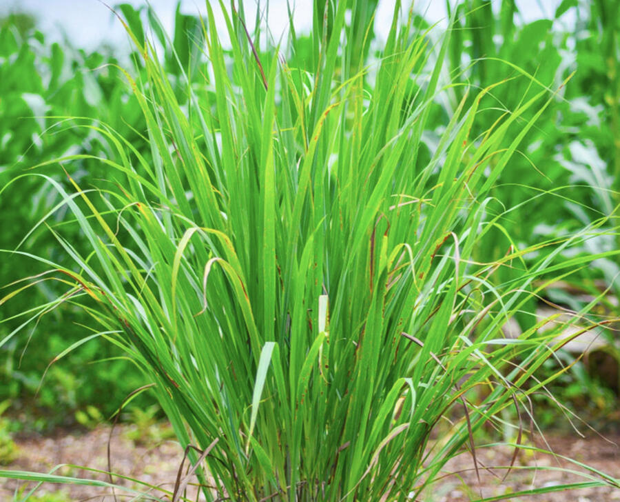 Citronová tráva 'East Indian' - Cymbopogon flexuosus 'East Indian'