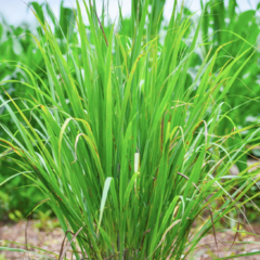 Citronová tráva 'East Indian' - Cymbopogon flexuosus 'East Indian'