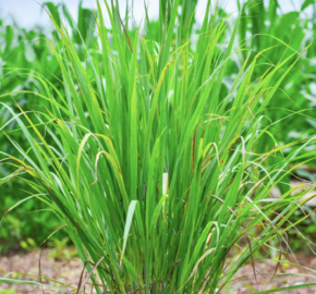 Citronová tráva 'East Indian' - Cymbopogon flexuosus 'East Indian'