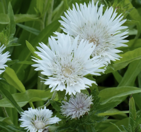 Stokésia 'Träumerei' - Stokesia laevis 'Träumerei'