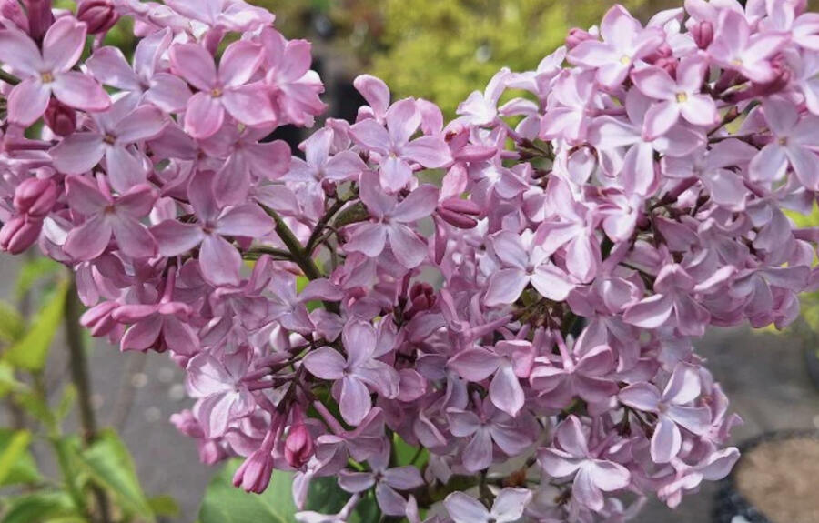 Šeřík obecný 'Princesse Sturdza' - Syringa vulgaris 'Princesse Sturdza'