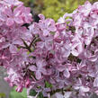 Šeřík obecný 'Princesse Sturdza' - Syringa vulgaris 'Princesse Sturdza'