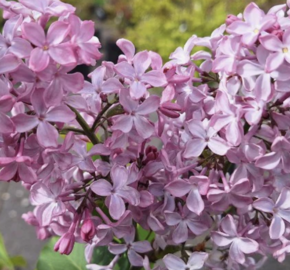 Šeřík obecný 'Princesse Sturdza' - Syringa vulgaris 'Princesse Sturdza'