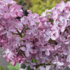 Syringa vulgaris 'Princesse Sturdza'.png