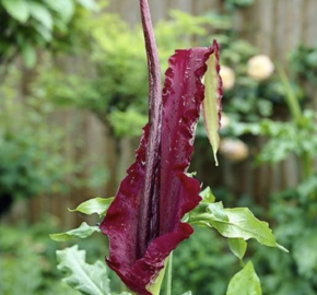 Drakovec obecný - Dracunculus vulgaris