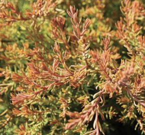 Zerav, túje západní 'Fire Chief' - Thuja occidentalis 'Fire Chief'