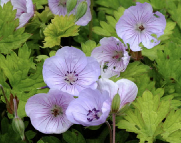 Kakost 'Lilac Ice' - Geranium 'Lilac Ice'