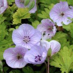 Kakost 'Lilac Ice' - Geranium 'Lilac Ice'