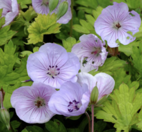 Kakost 'Lilac Ice' - Geranium 'Lilac Ice'