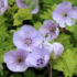 Geranium 'Lilac Ice'.png