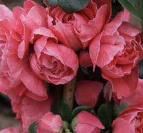 Kdoulovec 'Pink Storm' - Chaenomeles speciosa 'Pink Storm'