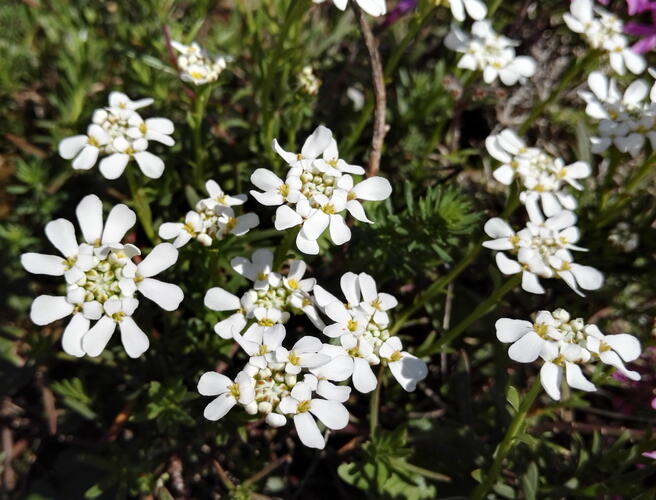 Iberka Tenoreho - Iberis pruitii