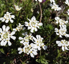 Iberka Tenoreho - Iberis pruitii