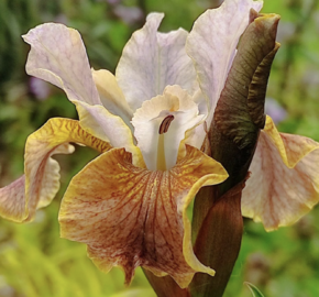 Kosatec sibiřský 'Colonel Mustard' - Iris sibirica 'Colonel Mustard'