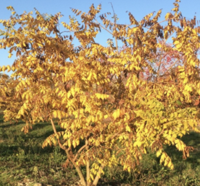 Svitel latnatý 'Coral Sun' - Koelreuteria paniculata 'Coral Sun'