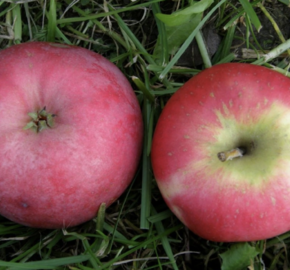 Jabloň 'Gascoyneho šarlatové' - Malus domestica 'Gascoyneho šarlatové'