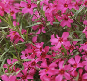 Plamenka 'Red Ridge' - Phlox stolonifera 'Red Ridge'