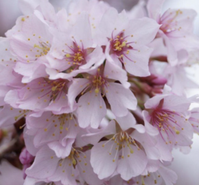 Slivoň vyříznutá 'Cunera' - Prunus incisa 'Cunera'