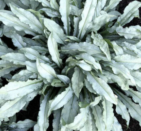 Plicník skvrtnitý 'Silver Scimitar' - Pulmonaria saccharata 'Silver Scimitar'