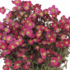 Saxifraga arendsii 'Scenic Red'.png