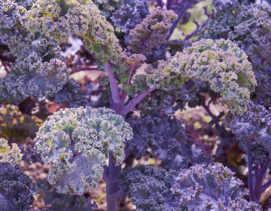 Kadeřávek 'Scarlet' - Brassica oleracea var.sabellica 'Scarlet'