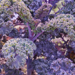 Kadeřávek 'Scarlet' - Brassica oleracea var.sabellica 'Scarlet'