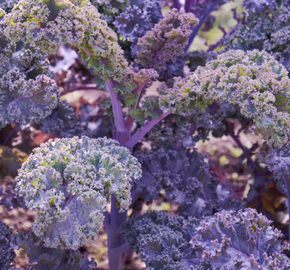 Kadeřávek 'Scarlet' - Brassica oleracea var.sabellica 'Scarlet'