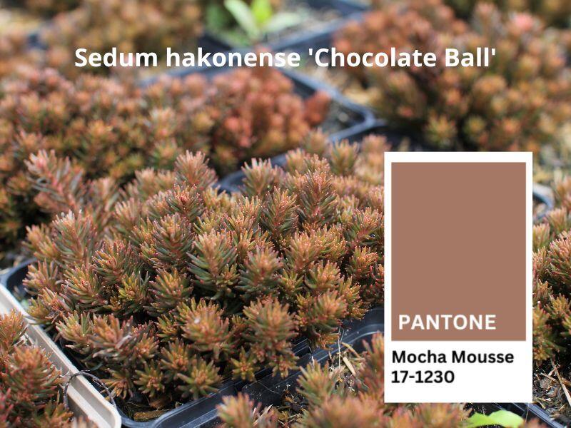 Sedum hakonense ''Chocolate Ball''