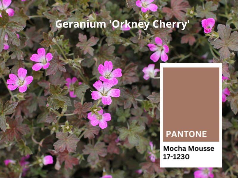 Geranium ''Orkney Cherry''