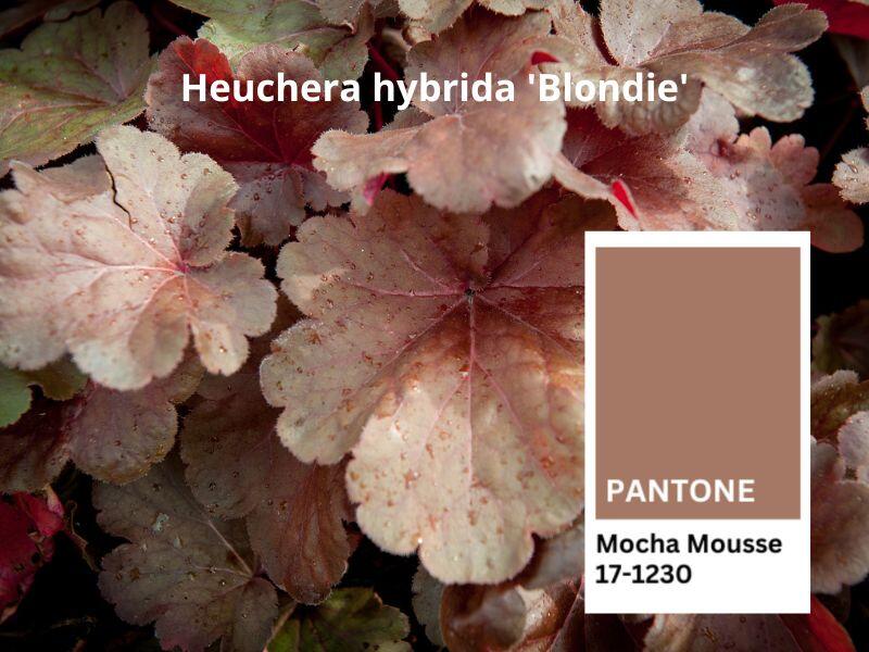 Heuchera hybrida ''Blondie''