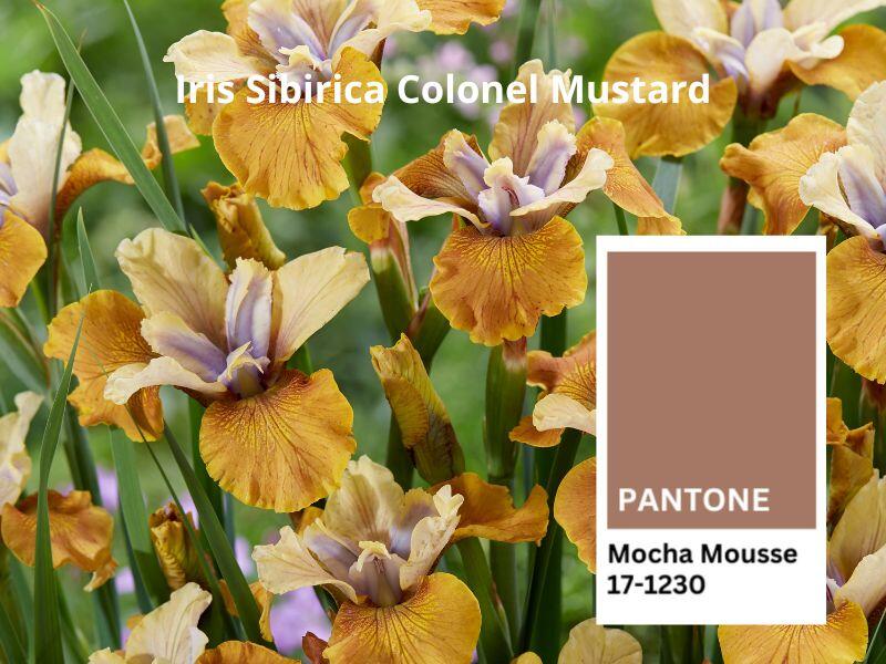 Iris Sibirica Colonel Mustard