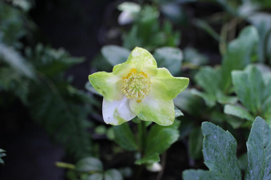 Helleborus niger ''Mon Bijou''